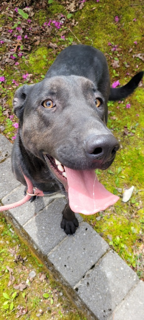 SHADY, an adoptable German Shepherd Dog, Mixed Breed in Crossville, TN, 38557 | Photo Image 5