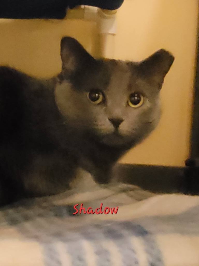 Shadow, an adoptable Domestic Short Hair in Cedar Rapids, IA, 52404 | Photo Image 1