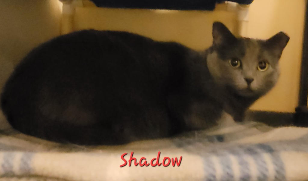 Shadow, an adoptable Domestic Short Hair in Cedar Rapids, IA, 52404 | Photo Image 2