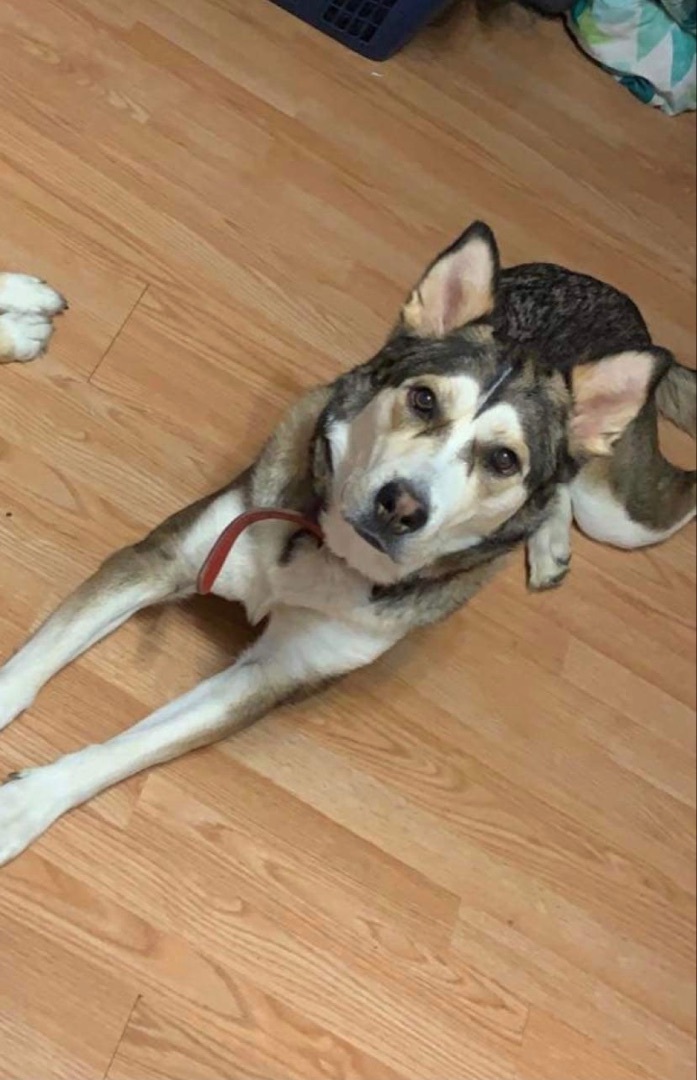 Luna (August), an adoptable Husky, German Shepherd Dog in Burnaby, BC, V5B 4G5 | Photo Image 1