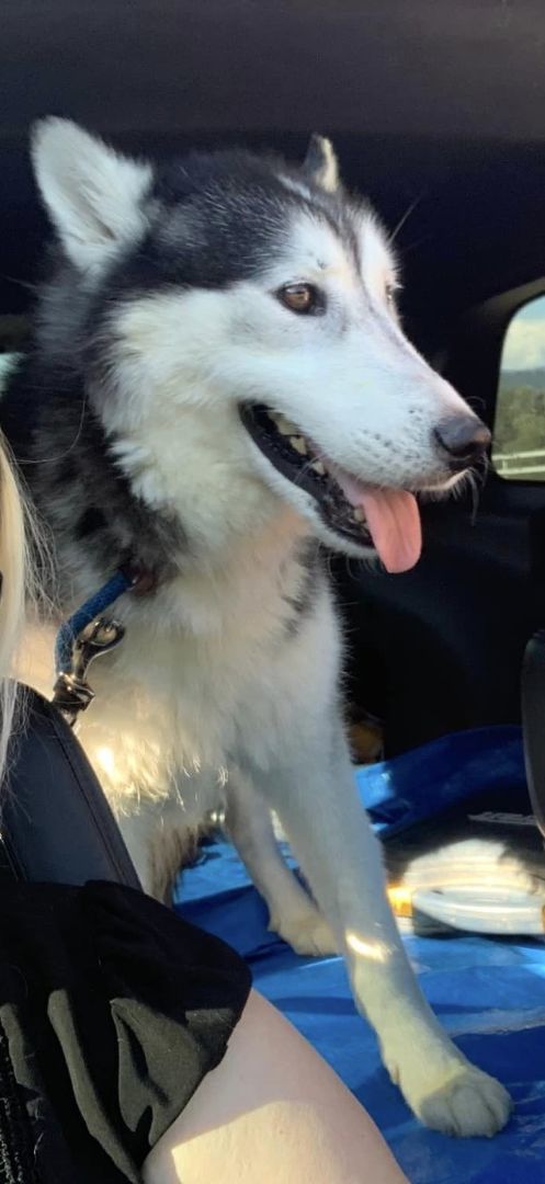 Johnny, an adoptable Siberian Husky in Burnaby, BC, V5B 4G5 | Photo Image 1