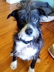 Santos, an adoptable Schnauzer, Siberian Husky in Manhattan Beach, CA, 90266 | Photo Image 1