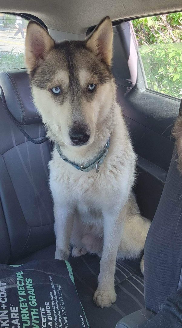 Hays, an adoptable Siberian Husky in Burnaby, BC, V5B 4G5 | Photo Image 1