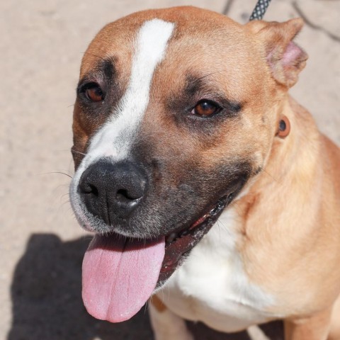 Traviesa, an adoptable Mixed Breed in Las Cruces, NM_image-4