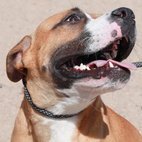 Traviesa, an adoptable Mixed Breed in Las Cruces, NM_image-5