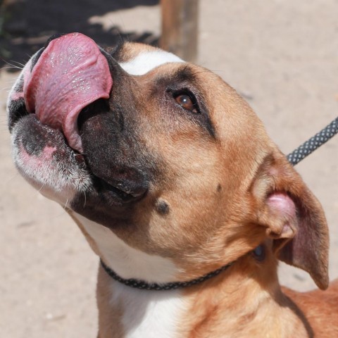 Traviesa, an adoptable Mixed Breed in Las Cruces, NM_image-6