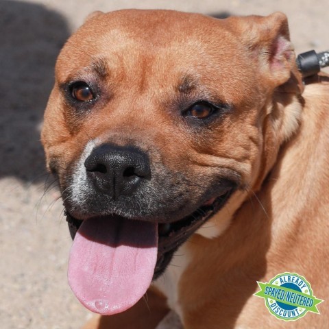 Thelma, an adoptable Mixed Breed in Las Cruces, NM_image-1