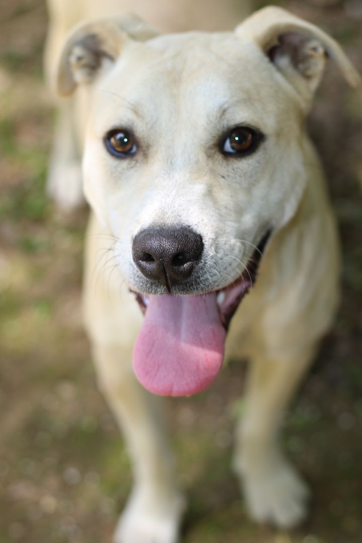 Pipster, an adoptable Yellow Labrador Retriever Mix in Cleveland, MS_image-3