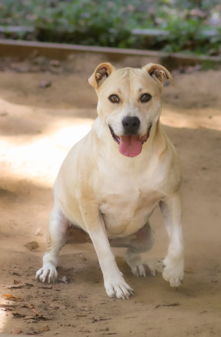 Pipster, an adoptable Yellow Labrador Retriever Mix in Cleveland, MS_image-5