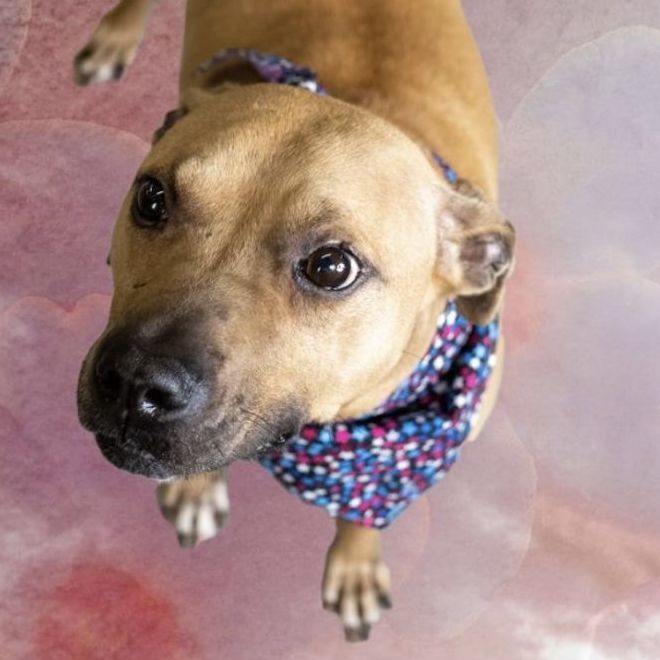 Cranberry, an adoptable Pit Bull Terrier & American Staffordshire Terrier Mix in Oak Park, MI_image-1