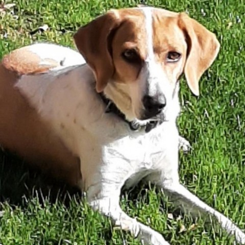 Reba, an adoptable Coonhound in Prescott, AZ, 86304 | Photo Image 1