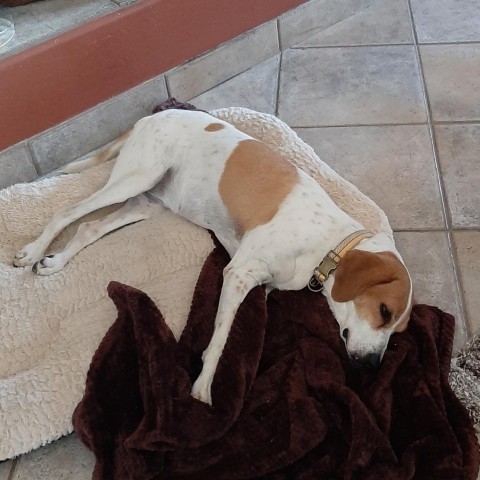 Reba, an adoptable Coonhound in Prescott, AZ, 86304 | Photo Image 2