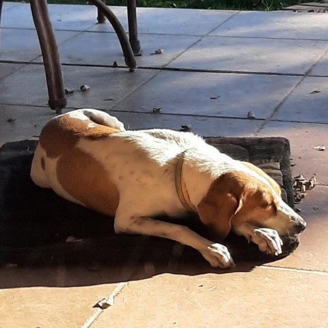 Reba, an adoptable Coonhound in Prescott, AZ, 86304 | Photo Image 3
