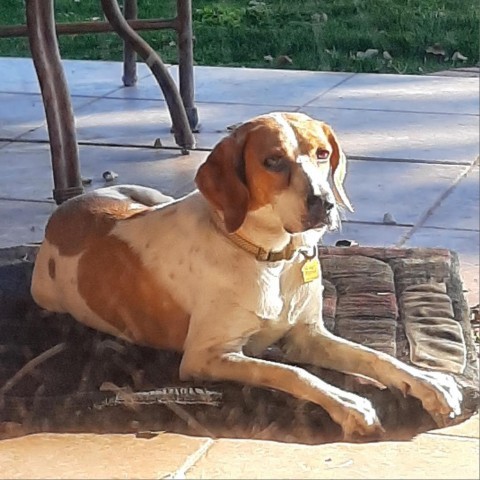 Reba, an adoptable Coonhound in Prescott, AZ, 86304 | Photo Image 4