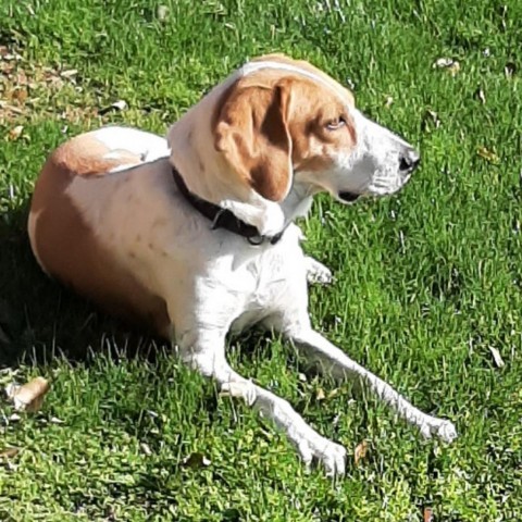 Reba, an adoptable Coonhound in Prescott, AZ, 86304 | Photo Image 5