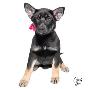 Marnie **Rescue Center**