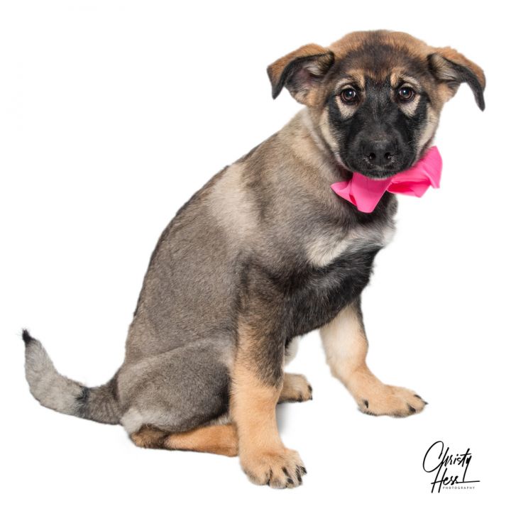 Harley **Rescue Center** 3