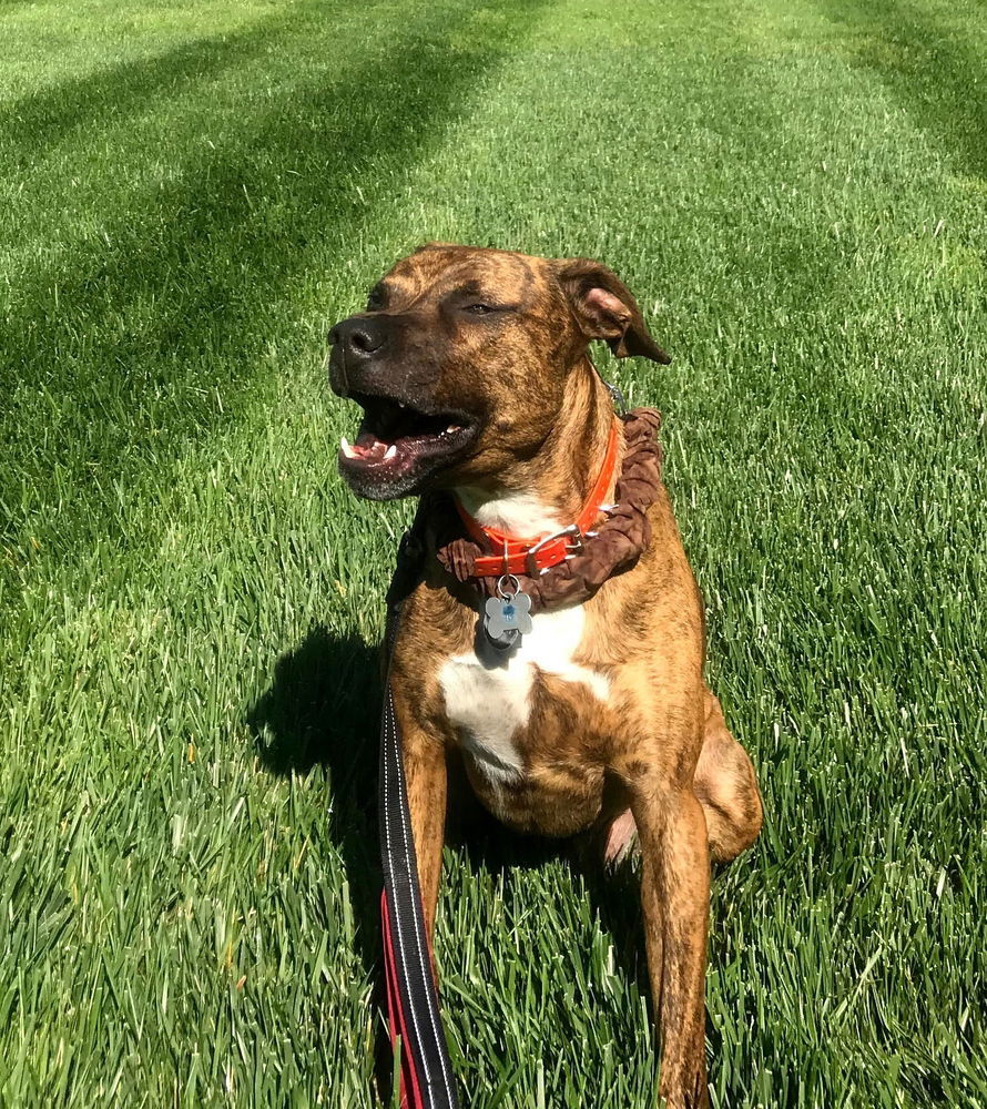 Bradley, an adoptable Plott Hound in Candler, NC, 28715 | Photo Image 1