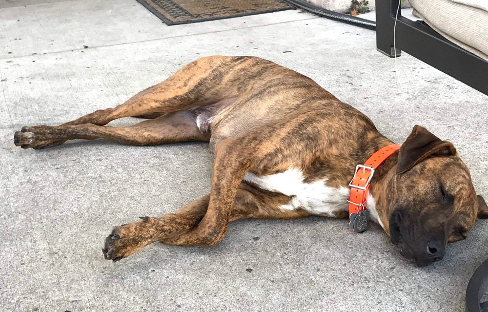 Bradley, an adoptable Plott Hound in Candler, NC, 28715 | Photo Image 2