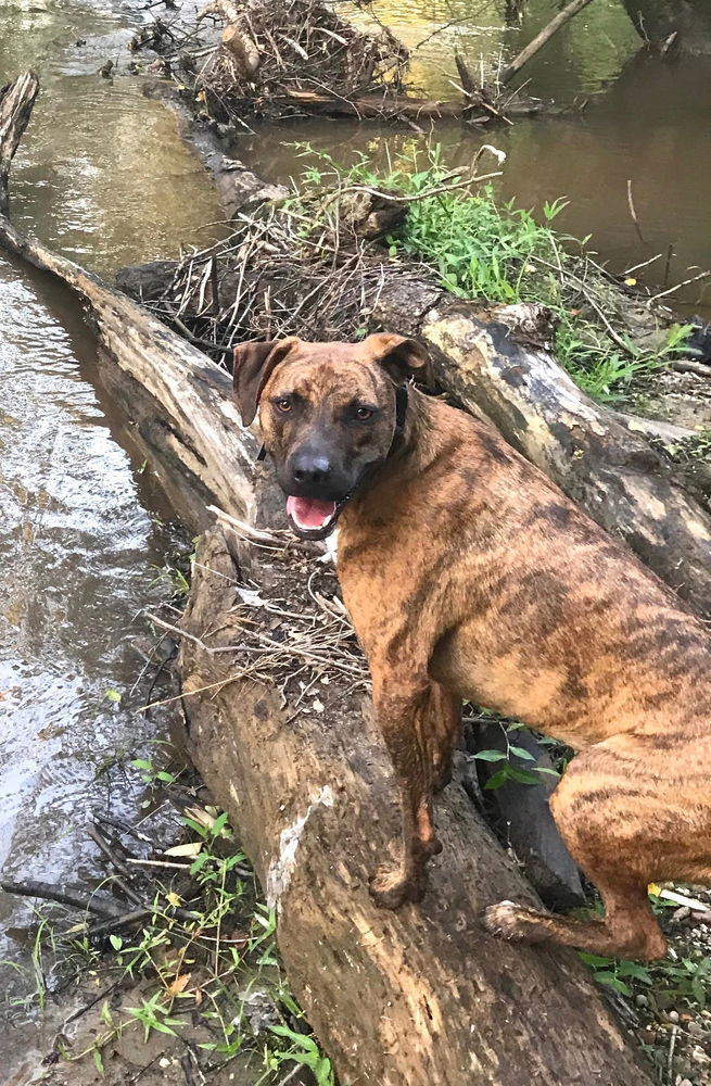 Bradley, an adoptable Plott Hound in Candler, NC, 28715 | Photo Image 3