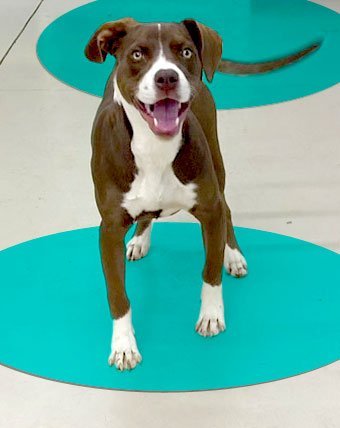 Nellie, an adoptable Labrador Retriever & Beagle Mix in Charlotte, NC_image-1