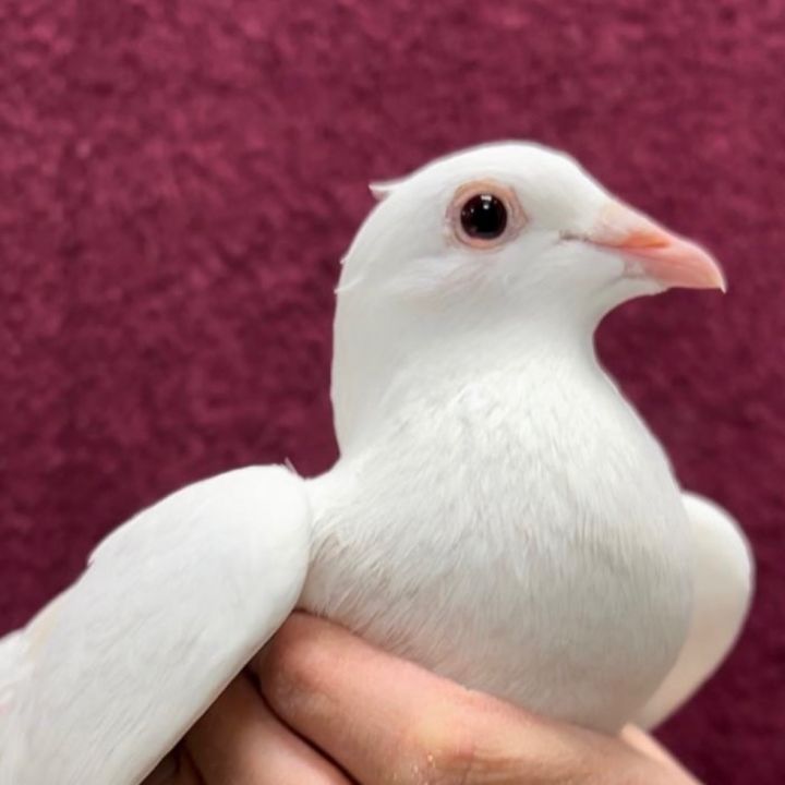 Peanut, an adoptable Pigeon in Chicago, IL_image-2