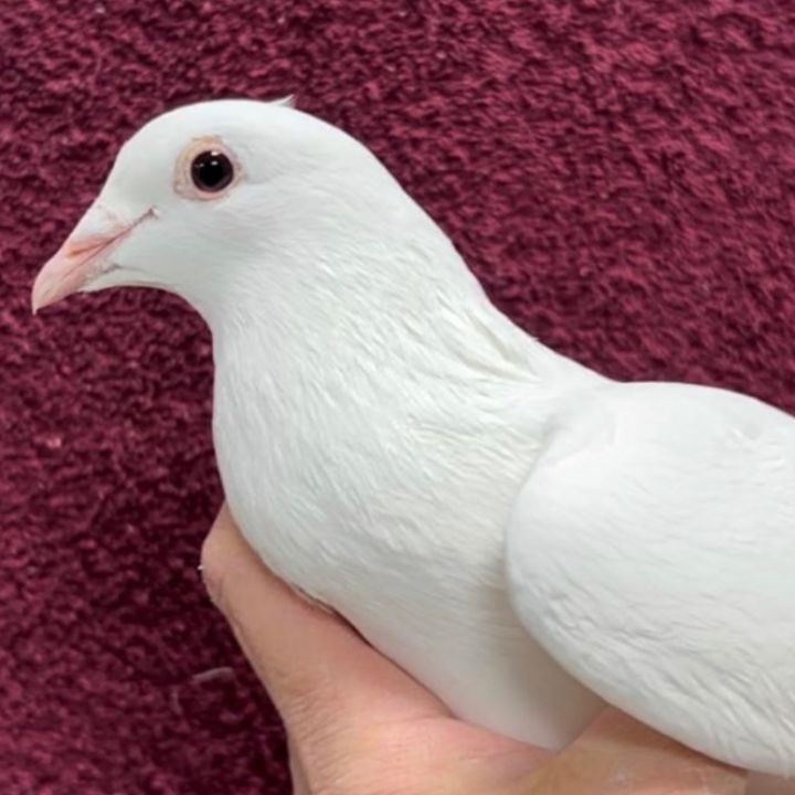 Peanut, an adoptable Pigeon in Chicago, IL_image-3