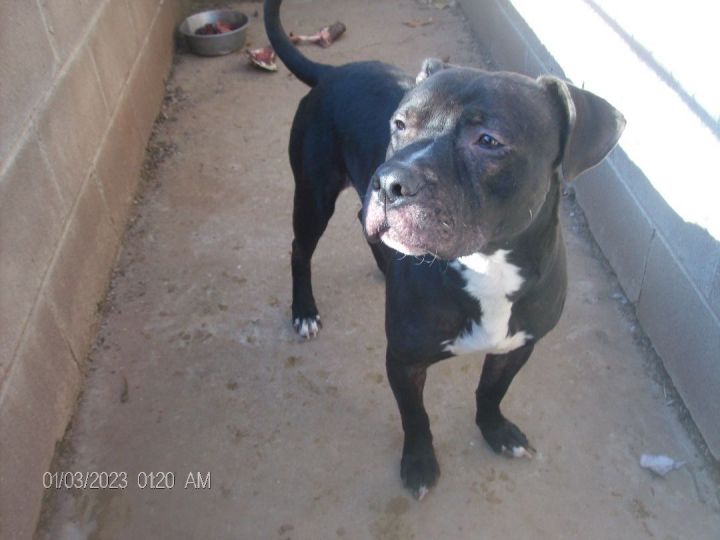 ROOTIE, an adoptable Staffordshire Bull Terrier in Kellyville, OK_image-2