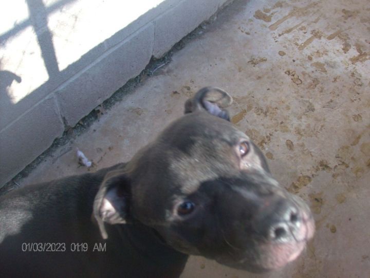 ROOTIE, an adoptable Staffordshire Bull Terrier in Kellyville, OK_image-5