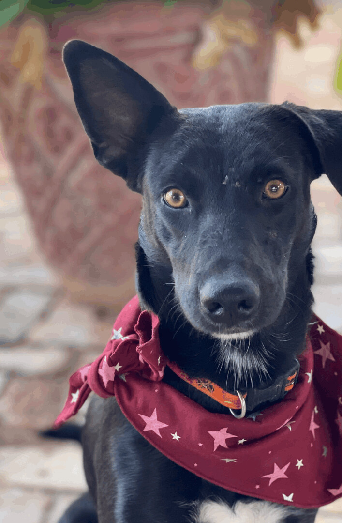 Wally (TX) 3