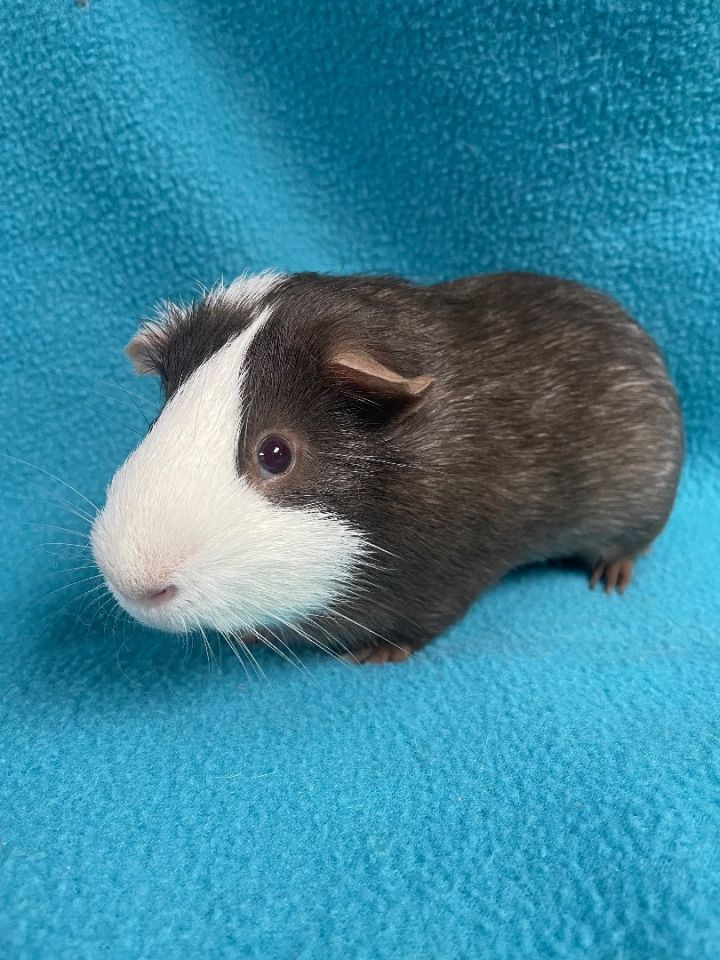Neo: video!!, an adoptable Guinea Pig & Short-Haired Mix in Edinburg, PA_image-2