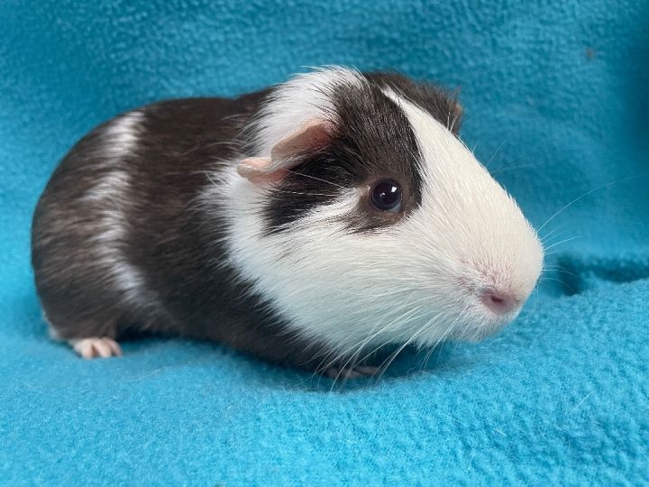 Neo: video!!, an adoptable Guinea Pig & Short-Haired Mix in Edinburg, PA_image-4