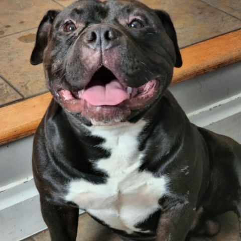 Kane, an adoptable American Bully in Hershey, PA_image-2