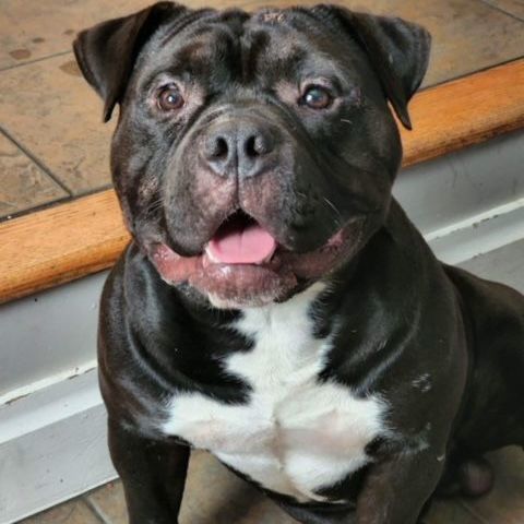 Kane, an adoptable American Bully in Hershey, PA_image-1