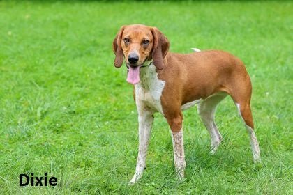 Dixie, an adoptable Hound in Elkins, WV, 26241 | Photo Image 1