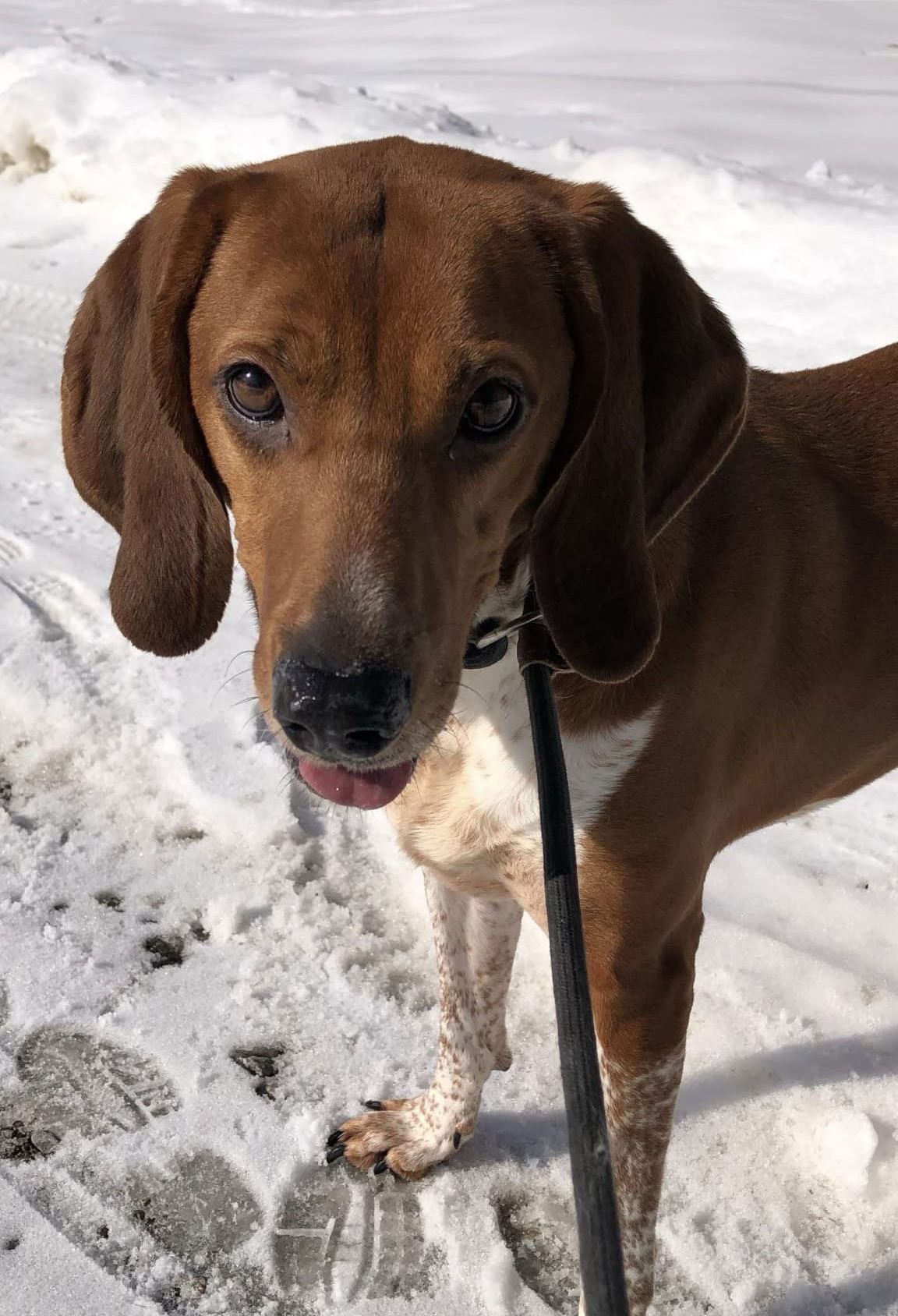 Dixie, an adoptable Hound in Elkins, WV, 26241 | Photo Image 1
