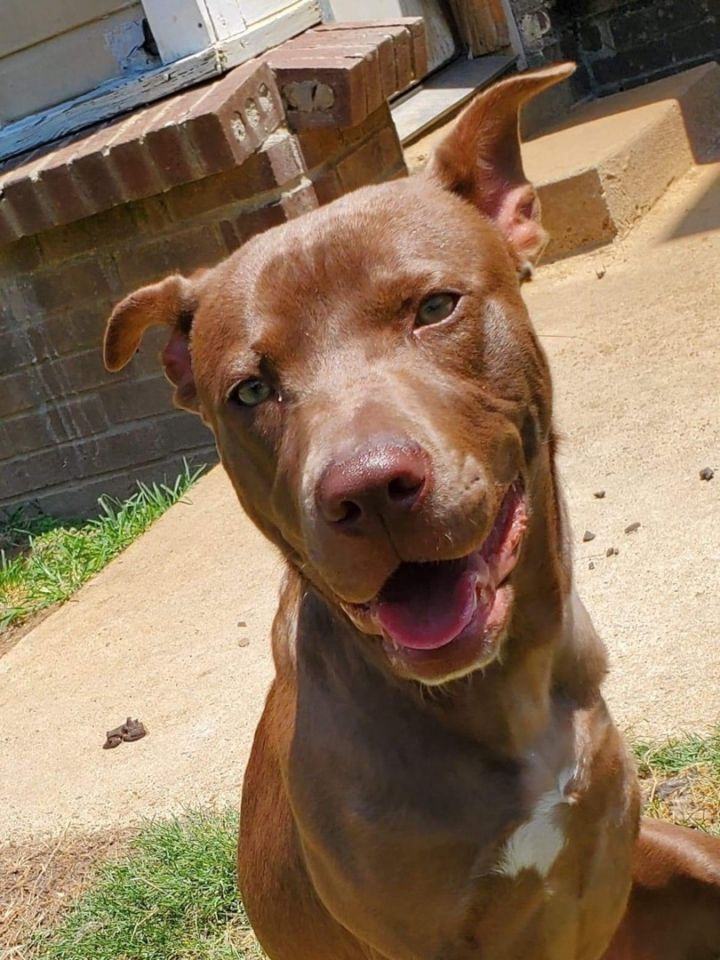 Angela, an adoptable Pit Bull Terrier & Chocolate Labrador Retriever Mix in Southaven, MS_image-2
