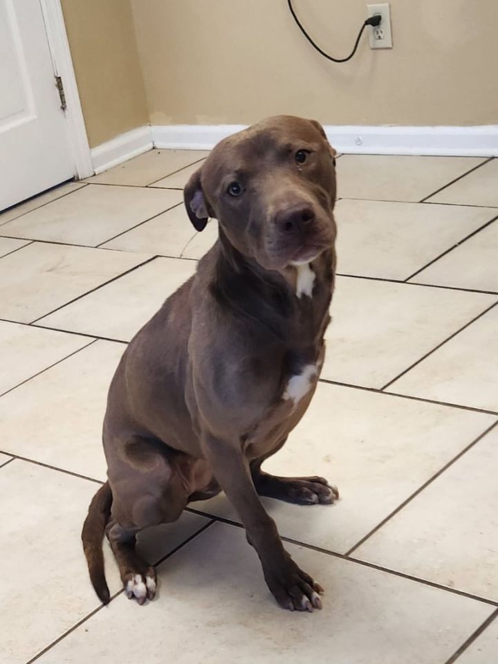 Angela, an adoptable Pit Bull Terrier & Chocolate Labrador Retriever Mix in Southaven, MS_image-5