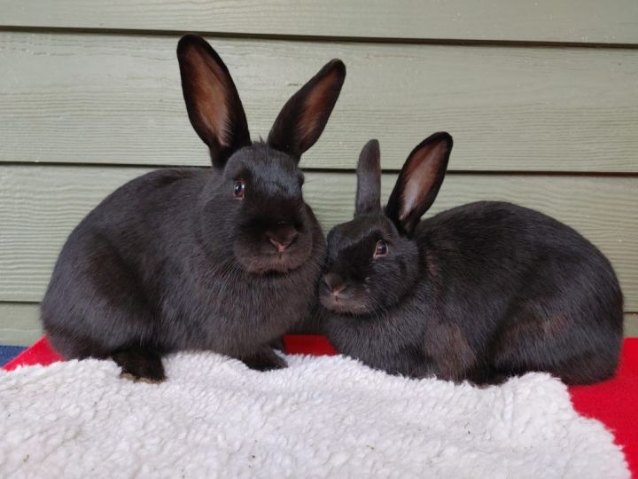 Ducky & Tippy (South Surrey), an adoptable Bunny Rabbit Mix in Vancouver, BC_image-3