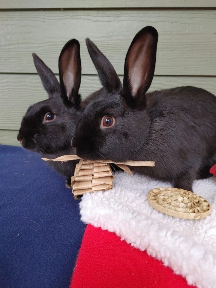 Ducky & Tippy (South Surrey), an adoptable Bunny Rabbit Mix in Vancouver, BC_image-4