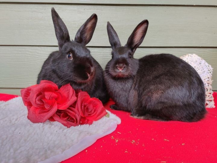 Ducky & Tippy (South Surrey) 5
