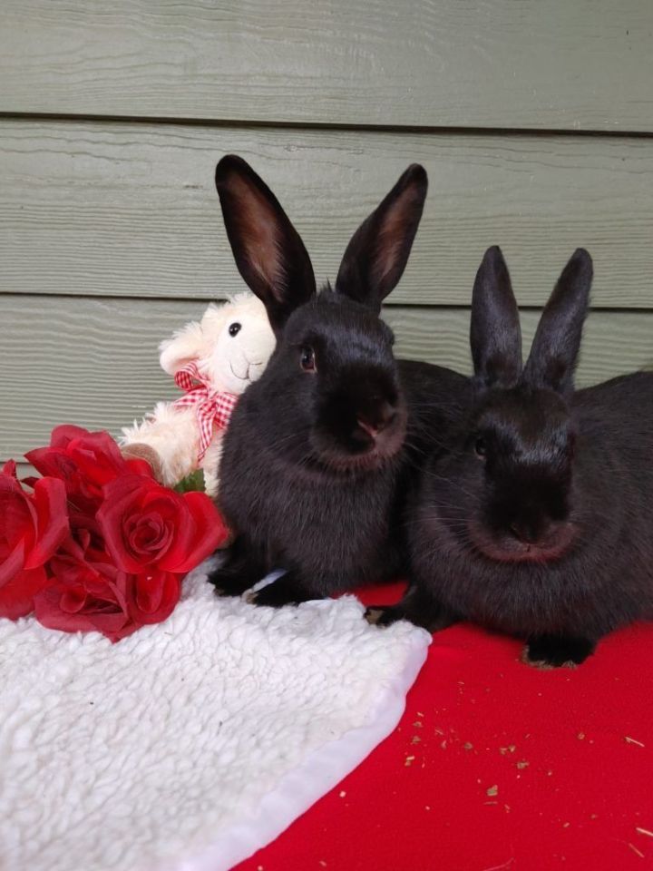 Ducky & Tippy (South Surrey) 6