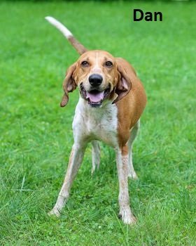 Dan, an adoptable Hound in Elkins, WV, 26241 | Photo Image 1