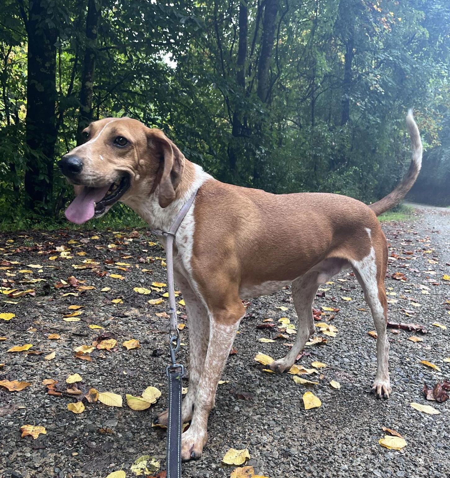 Dan, an adoptable Hound in Elkins, WV, 26241 | Photo Image 1