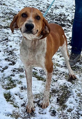 Dan, an adoptable Hound in Elkins, WV, 26241 | Photo Image 2