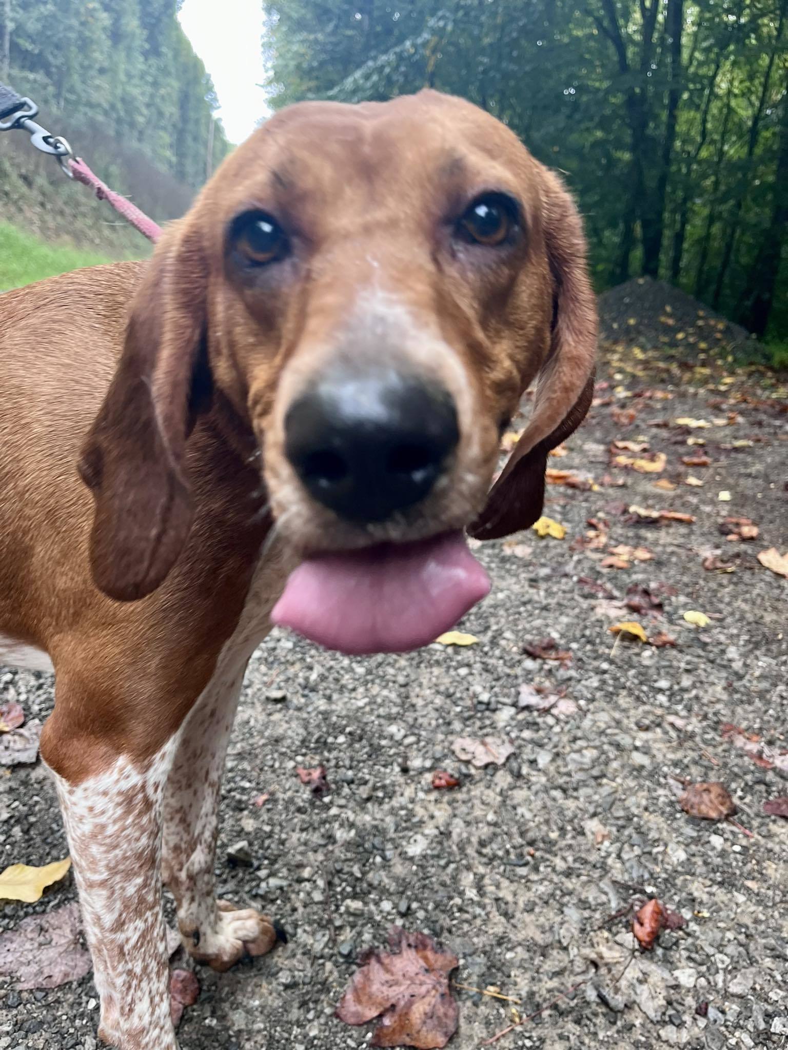Dan, an adoptable Hound in Elkins, WV, 26241 | Photo Image 3