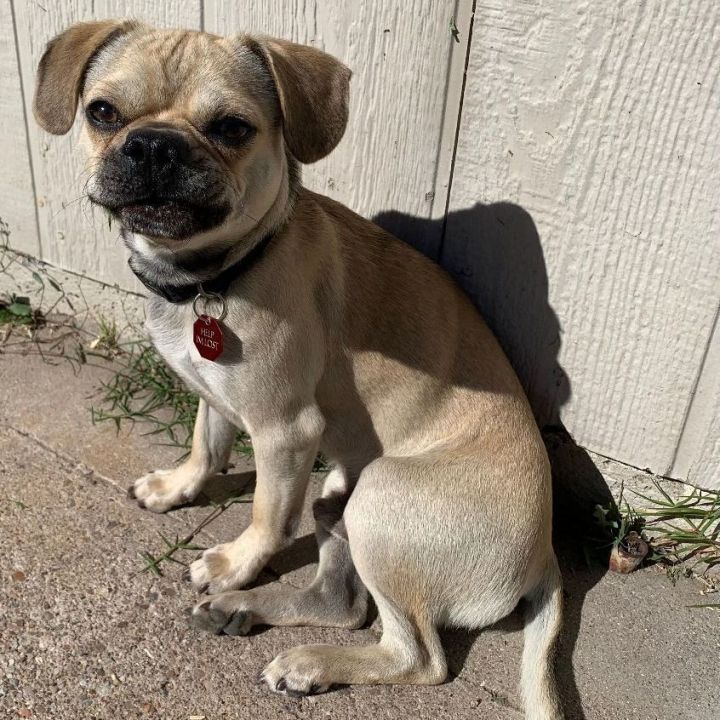 Geoffrey, an adoptable Pug & Beagle Mix in Phoenix, AZ_image-1