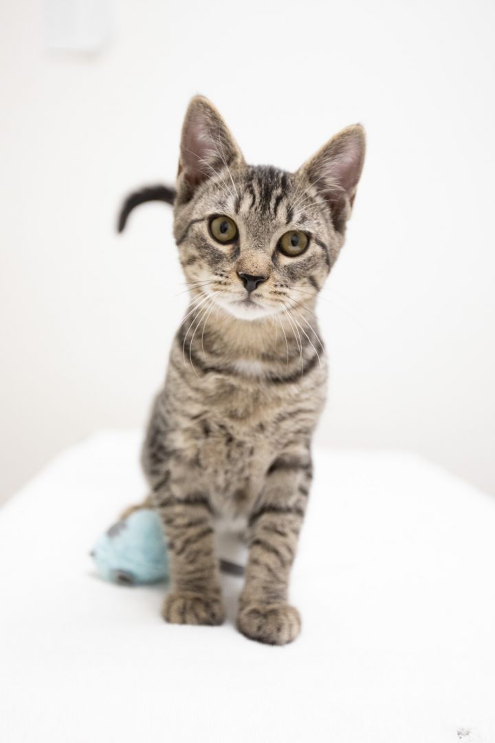 Crash, an adopted Domestic Short Hair & Tiger Mix in Montclair, NJ_image-1