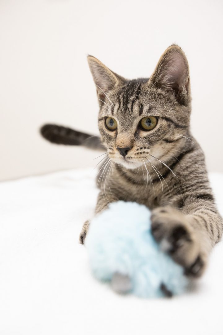 Crash, an adopted Domestic Short Hair & Tiger Mix in Montclair, NJ_image-3