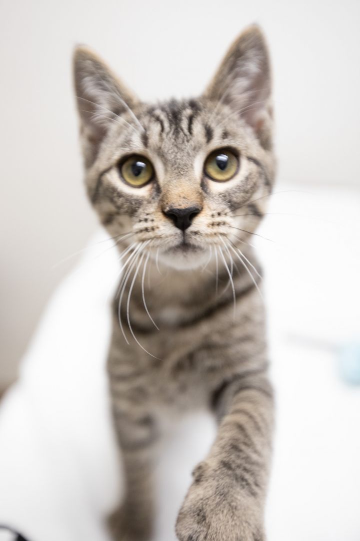 Crash, an adopted Domestic Short Hair & Tiger Mix in Montclair, NJ_image-4